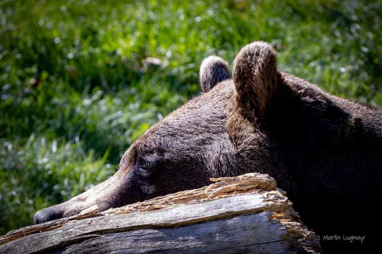 Bär aus dem Bärenwald Arbesbach