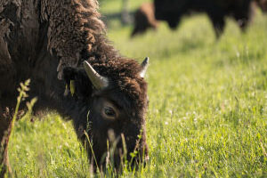 Bison beim Weiden, (c) Baumgartner Langschlag
